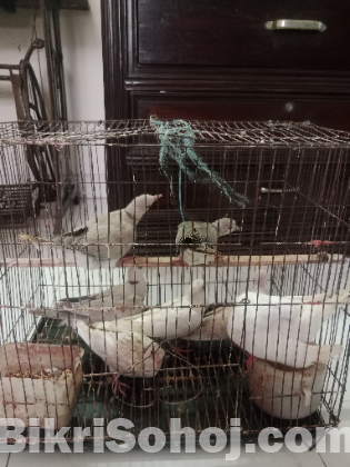 Australian Dove